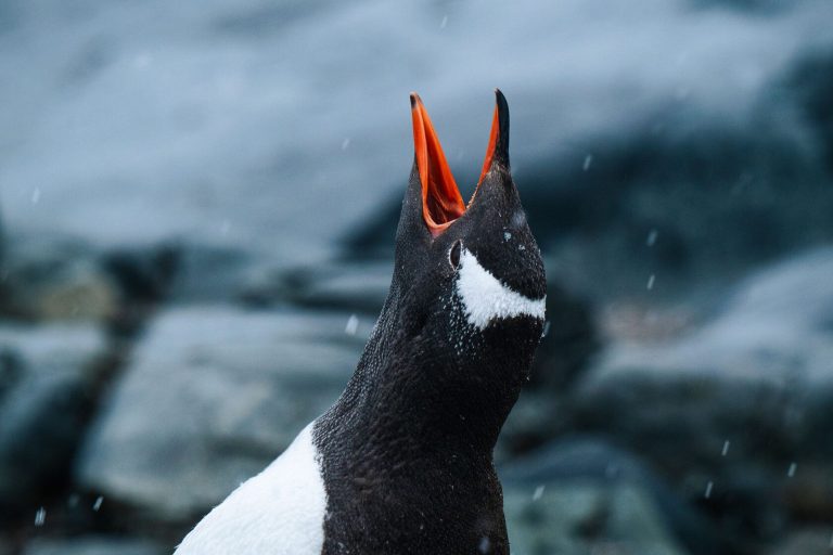 Antarctica21 campaign editorial photograph 23 of 25 by Max Zaharenkov in Antarctica